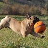 Major Dog - Ball Large