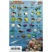 Innovative Franko Hawaii Mini Fish Card