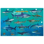 Innovative Franko Hawaii Mini Fish Card