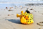 F05 boxfish octopus holder
